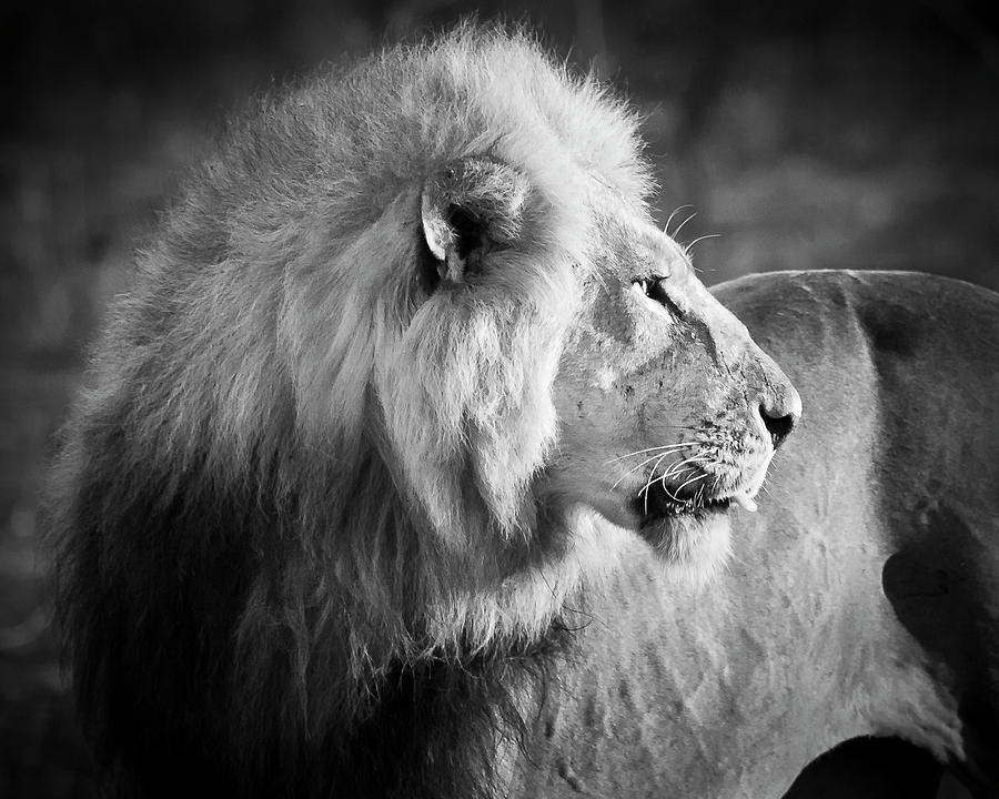 Elder Lion Monochrome Photograph by Adam Romanowicz