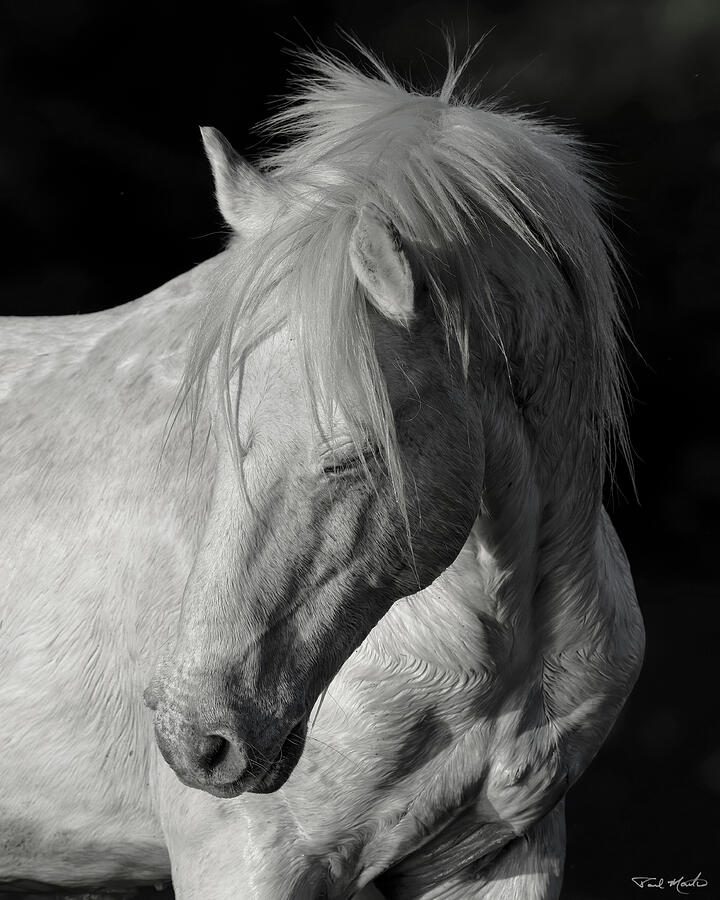 Elder Stallion. Photograph by Paul Martin