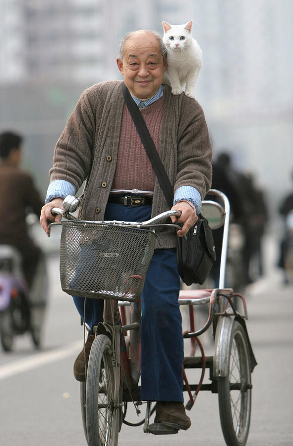 Elderly Man Carrying Cat Rides Tricycle At A Street Photograph by China Photos