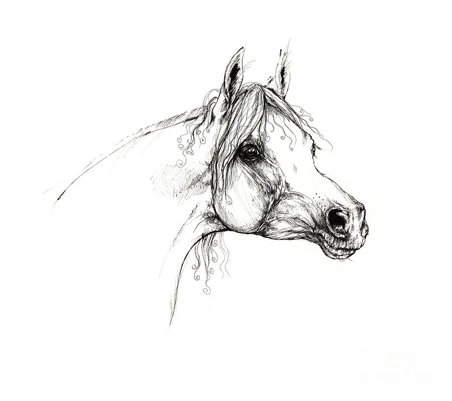 Eldon Polish Arabian Horse Drawing Drawing