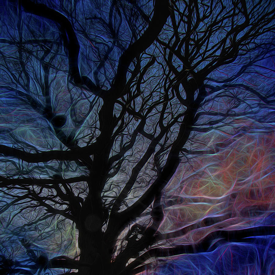Electric Beech Branches Photograph by Karen Smale