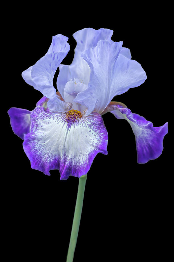 Electric Iris Flower Photograph by Susan Candelario