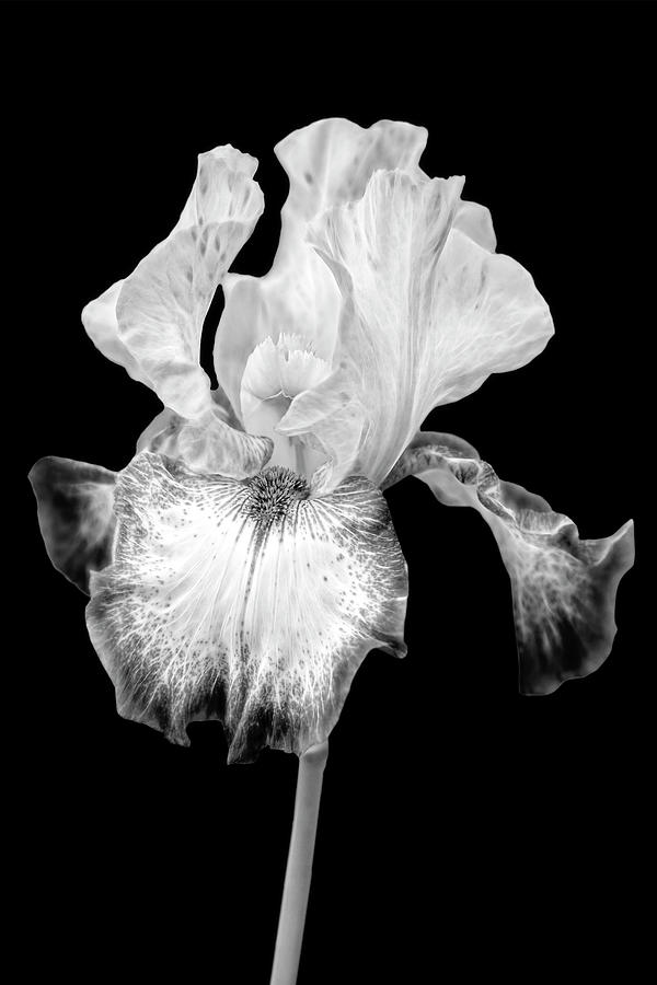 Electric Iris FlowerBW Photograph by Susan Candelario