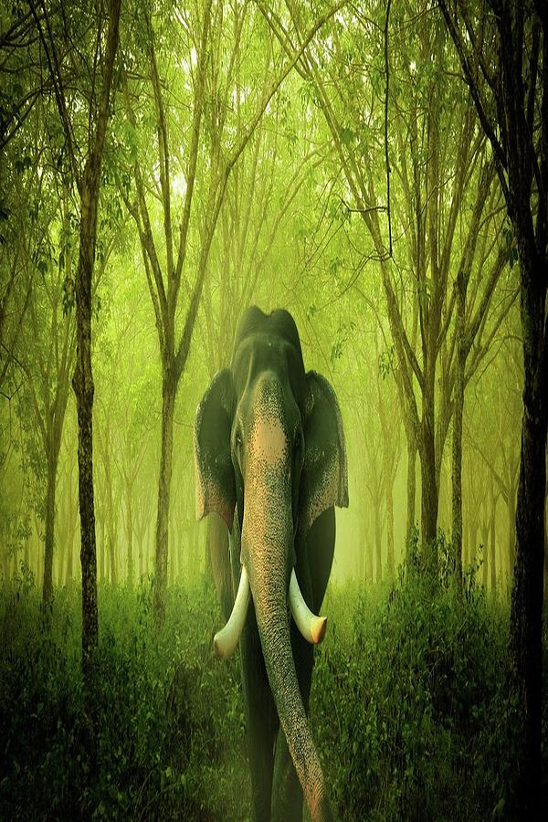 Elefante en la selva Digital Art by Marisol Roldan - Fine Art America