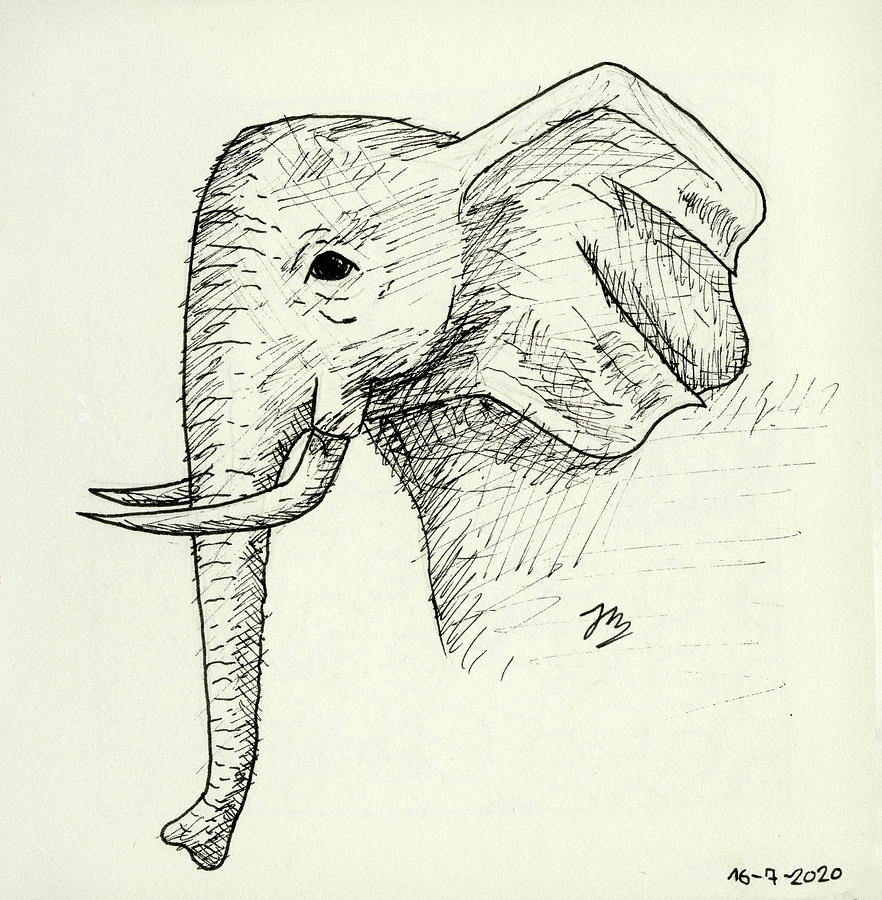 Elefante Drawing by Jimena Polo - Pixels