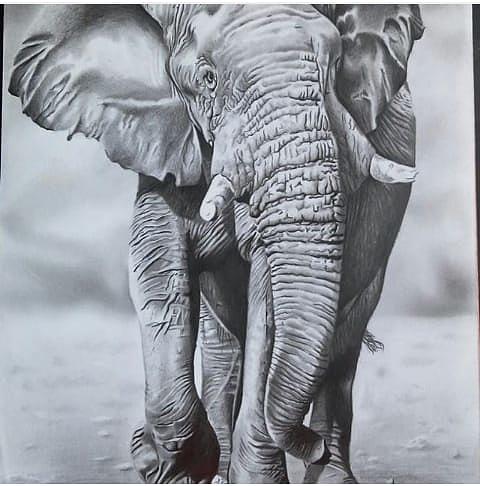 Elefante Drawing by Moizez Santana - Fine Art America