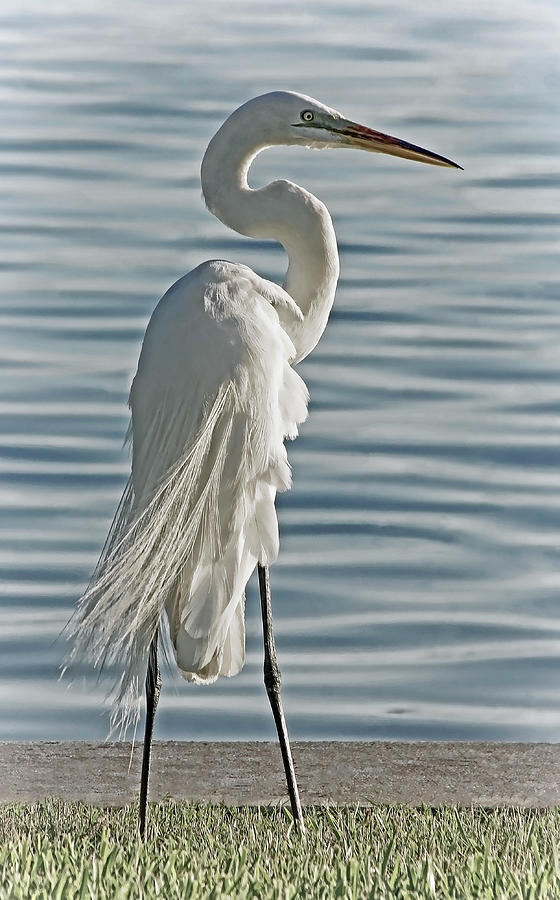 Elegance In White Photograph by HH Photography of Florida