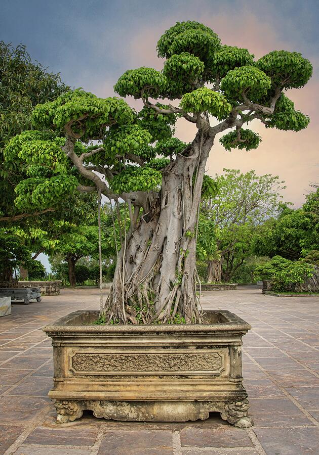 Elegance of a Decades-Old Ficus Bonsai Photograph by Rebecca Herranen Elegance of a Decades-Old Ficus Bonsai Photograph by Rebecca Herranen