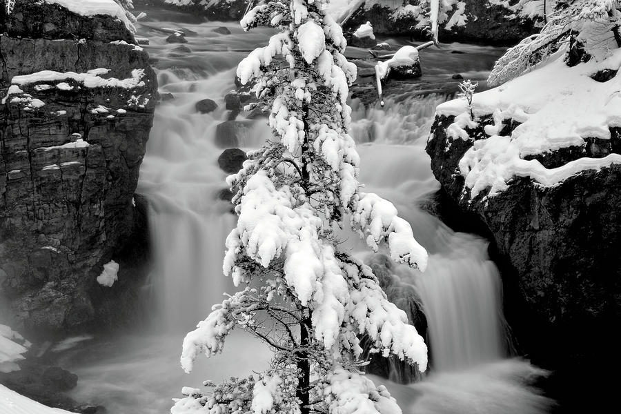 Elegance of Nature Black and White Photograph by David Andersen
