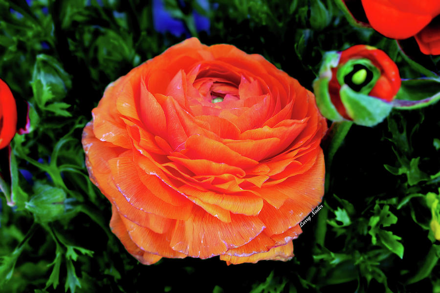 Elegance Orange Persian Buttercup Photograph by Larry Nader