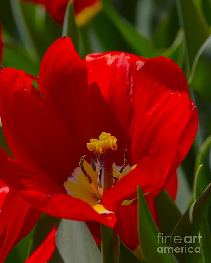 Spring Photograph - Elegance by Vickie Crum