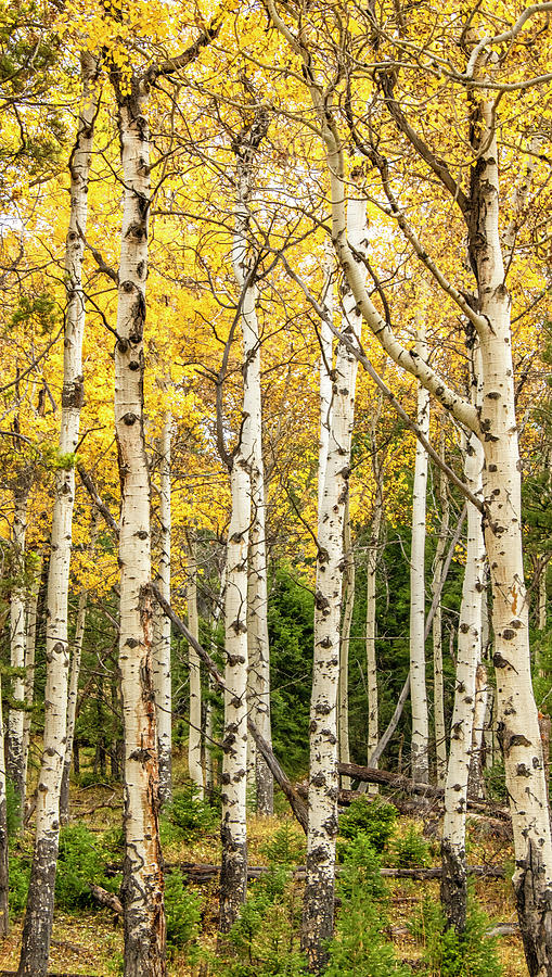 Elegant and Tall in Fall, Western Aspens Photograph by Marcy Wielfaert