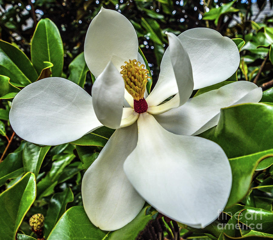 Elegant Beauty Of A Southern Magnolia Photograph