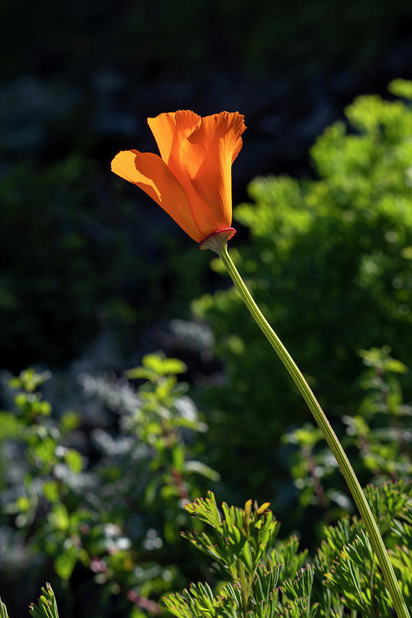 Elegant California Poppy Flower Photograph by Bonnie Follett