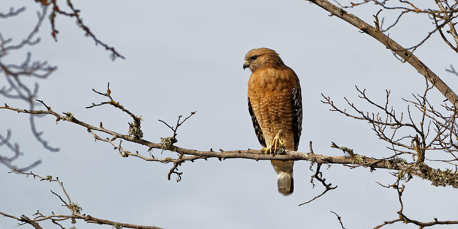 Elegant - California Red-Shouldered Hawk Photograph by KJ Swan