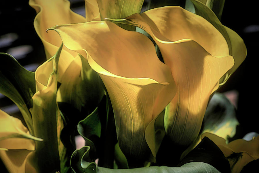 Elegant Calla Lilies Photograph by Donna Kennedy