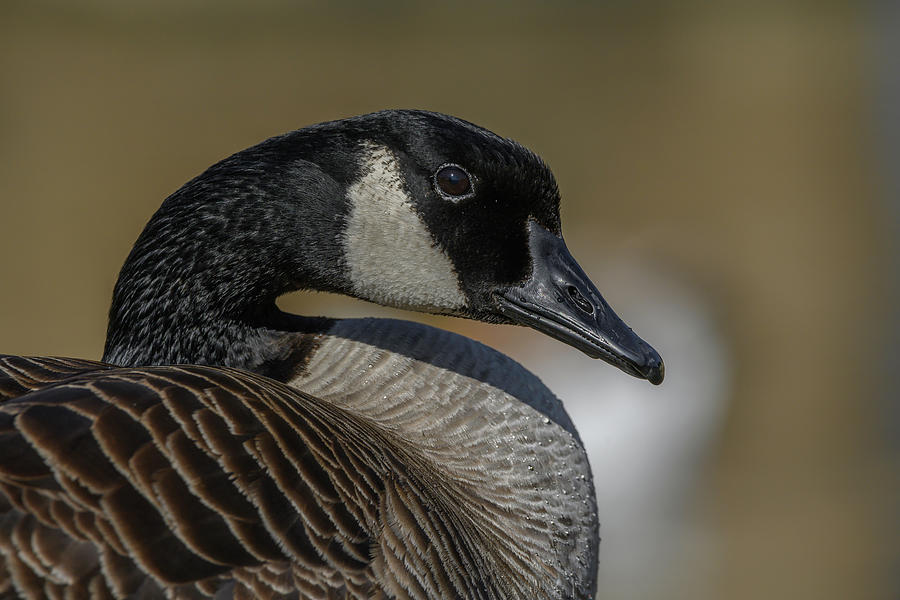 Elegant Canada Goose Closeup Photograph by Danielle Christine White ...