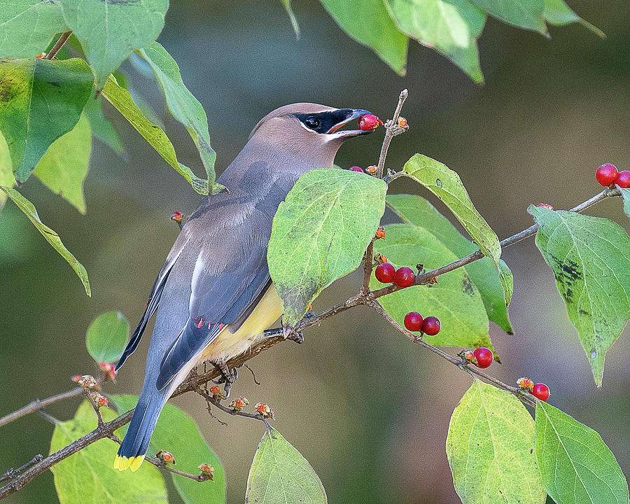 Elegant Cedar Waxwing Eating Berries Photograph by Nancy Schanda - Pixels