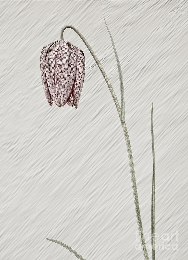 elegant character in pastel appealing and evocative FRITILARY FLOWER Photograph by Tatiana Bogracheva