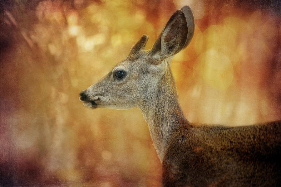 Elegant Deer Digital Art by Terry Davis