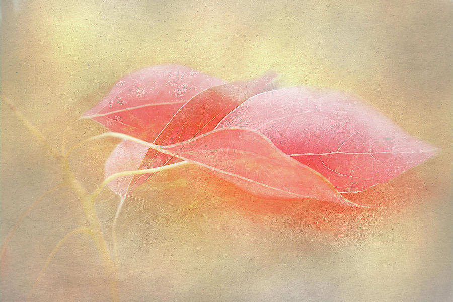 Elegant Early Autumn Digital Art by Terry Davis