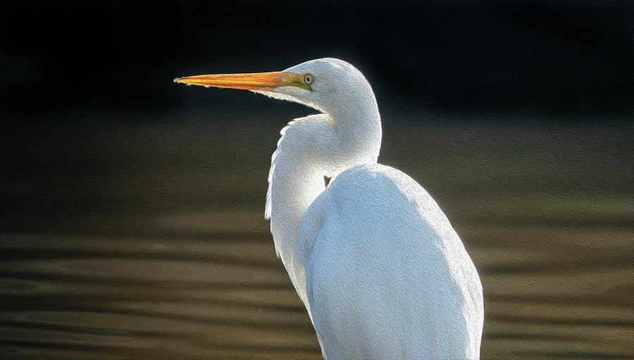 Elegant Egret. Photograph by Leigh Henningham - Fine Art America