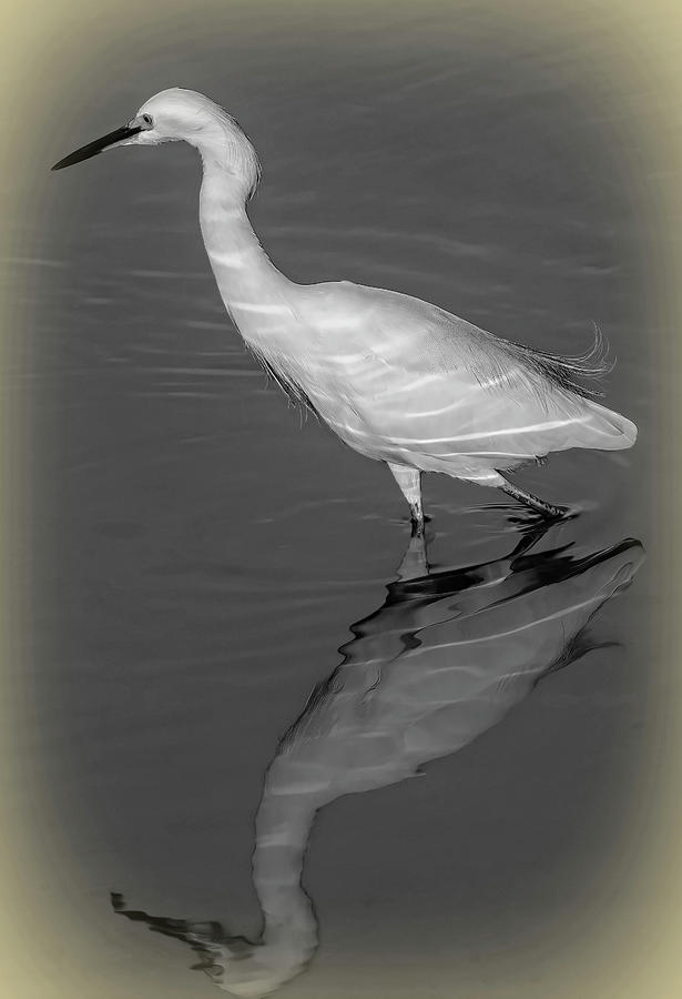 Elegant Egret Photograph by Robert Bolla