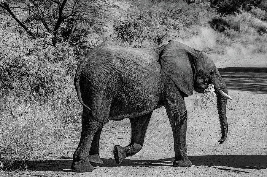 Elegant Elephant, Black and White Photograph by Marcy Wielfaert