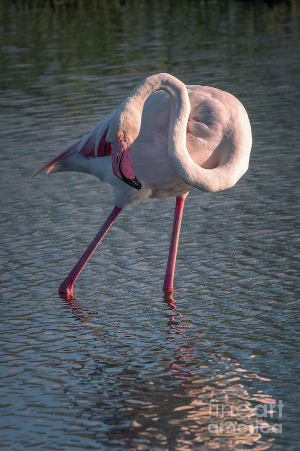 Elegant flamingo portrait, Camargue, France Photograph by Delphimages ...