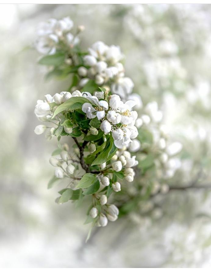 Elegant flower Photograph by Kurt BROWN - Fine Art America