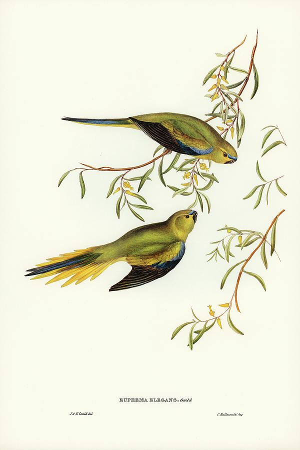 John Gould Drawing - Elegant Grass-Parakeet, Euphema elegans by John Gould
