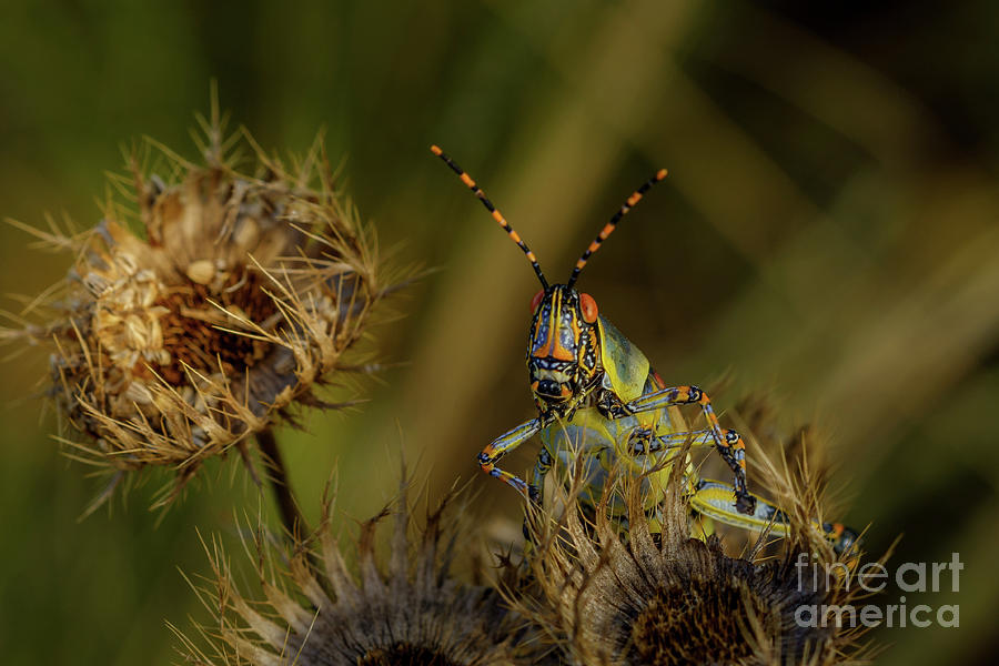 Elegant Grasshopper Photograph by Barbara Higgins Creations - Pixels