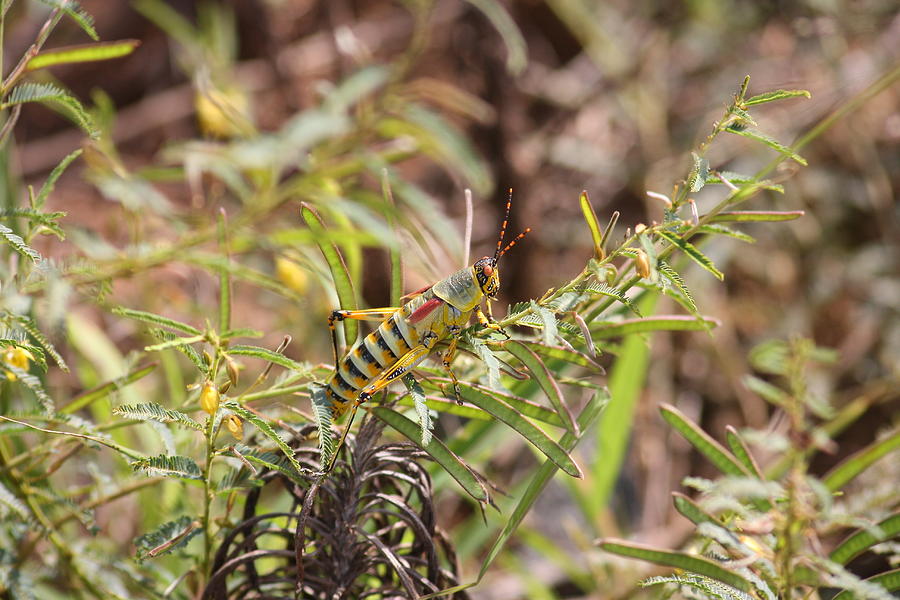 Elegant Grasshopper Photograph by Aria S - Fine Art America