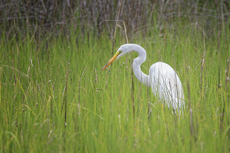Elegant Great Egret in the Marsh Photograph by Bob Decker