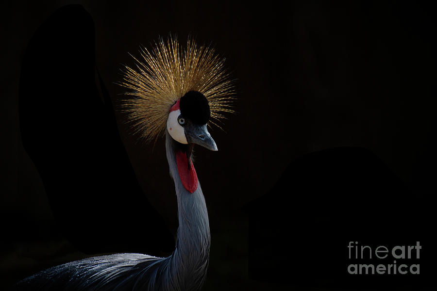 Elegant Grey Crowned Crane  Photograph by Ruth Jolly