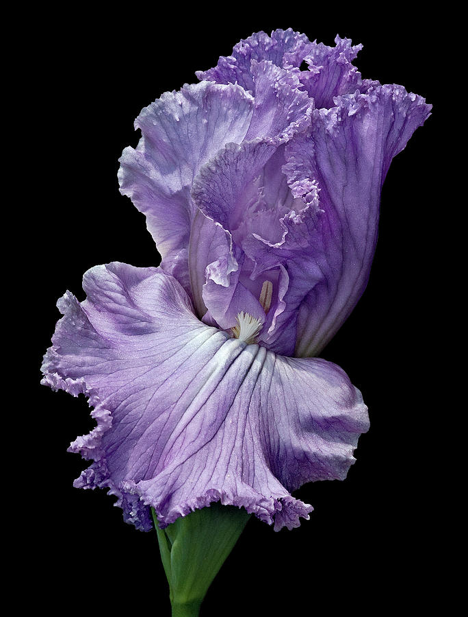 Elegant Lady Iris Flower Photograph by Susan Candelario