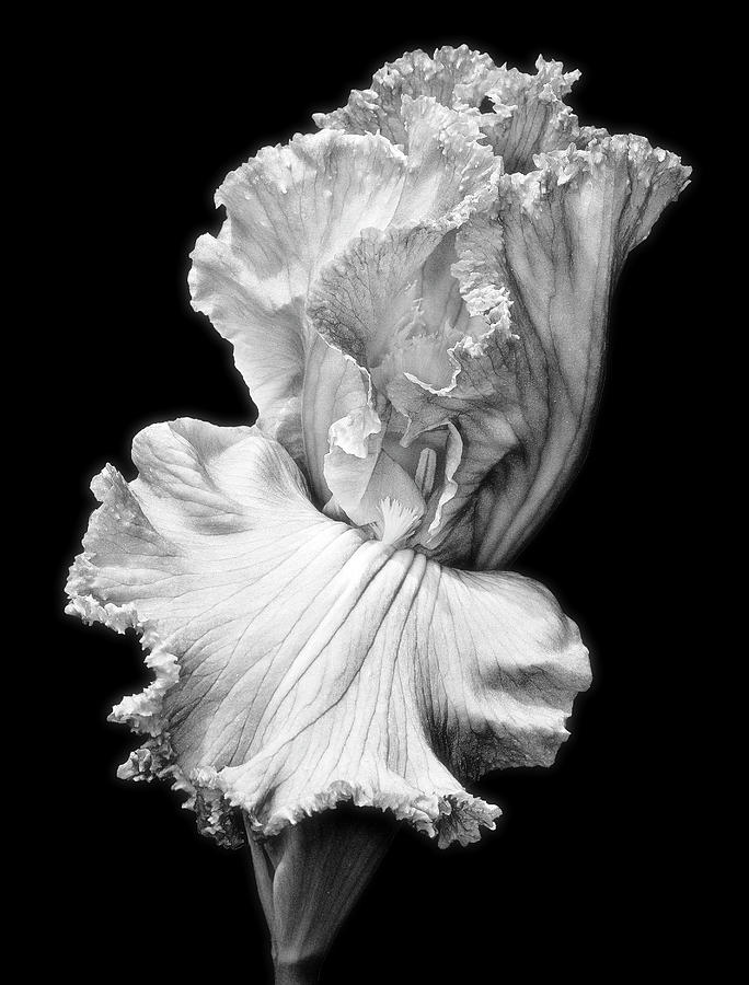 Elegant Lady Iris FlowerBW Photograph by Susan Candelario