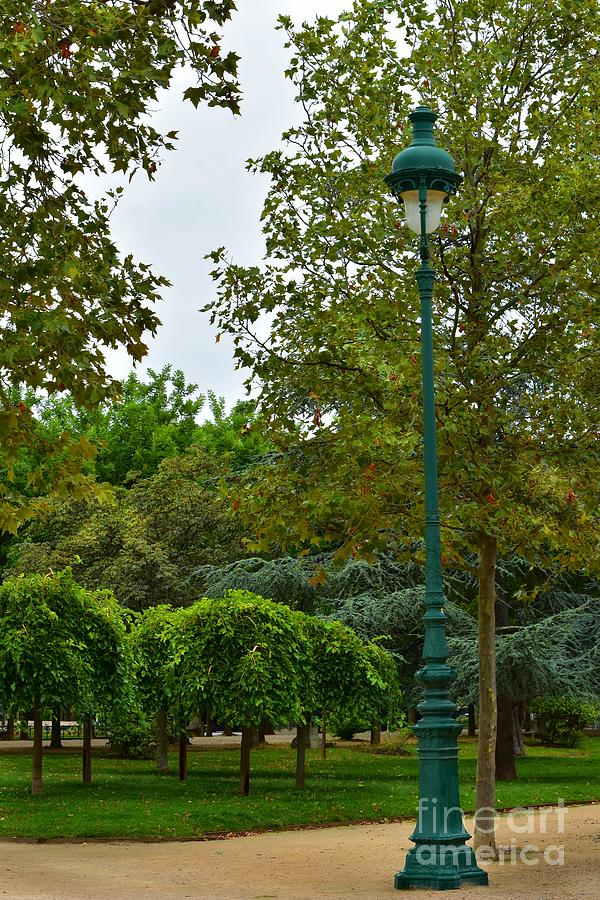 Elegant Lamp Post and Trees Photograph by Yvonne Johnstone