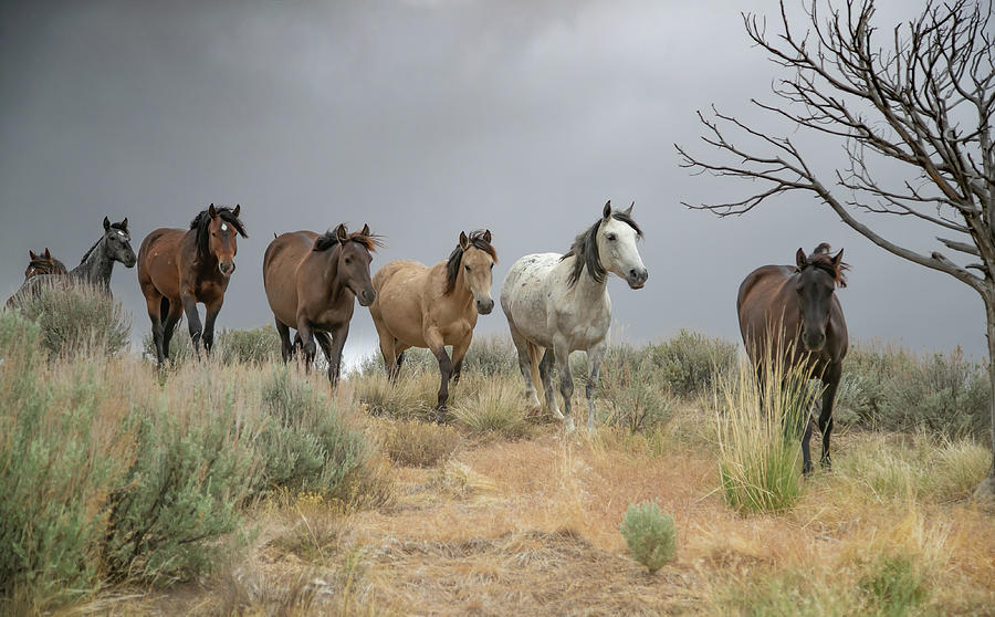 Horse Photograph - Elegant Lines by Kent Keller