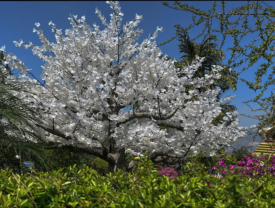 Elegant White Poplar Tree in Spring Photograph by Matthew Bamberg