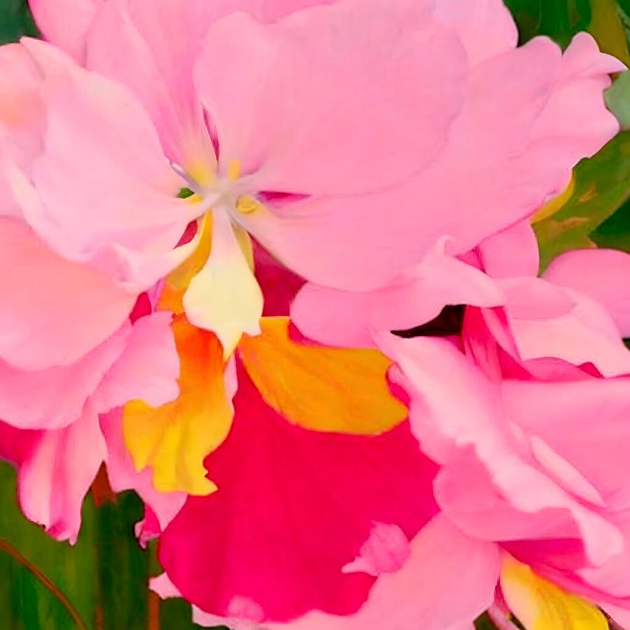 Elegant Orchid Closeup Digital Art
