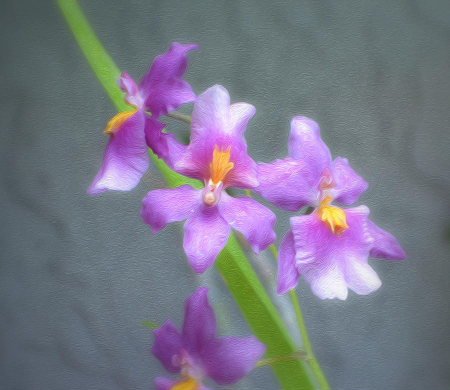 Elegant Orchid Mixed Media by Debra Kewley