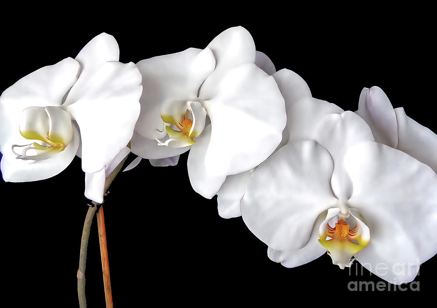 Elegant Orchids Photograph by Jolanta Anna Karolska