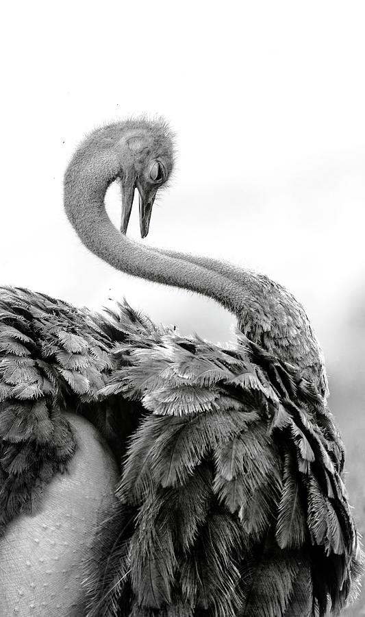 Elegant Ostrich Pose Photograph