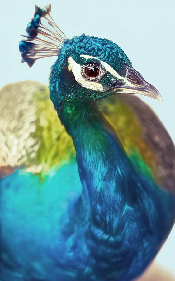 Elegant Peacock Portrait Photograph by Susan Hope Finley