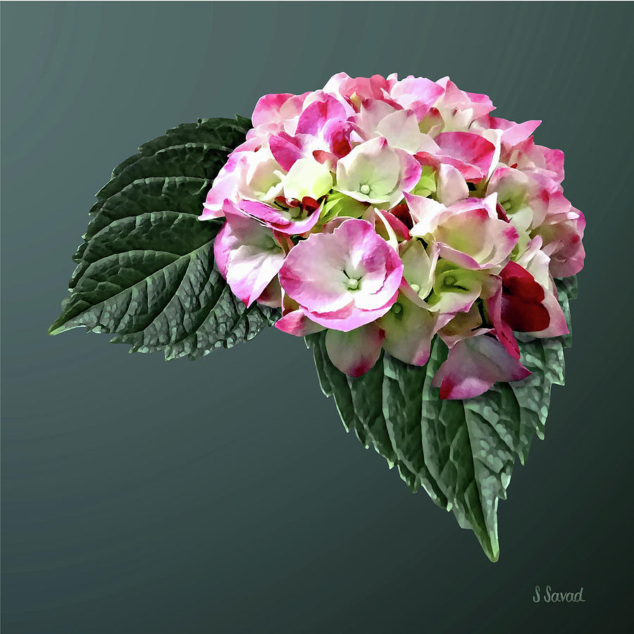 Spring Photograph - Elegant Pink and White Hydrangea by Susan Savad
