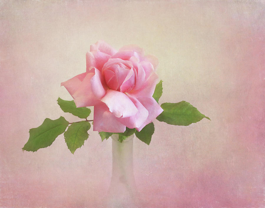 Elegant Pink Rose Photograph by David and Carol Kelly