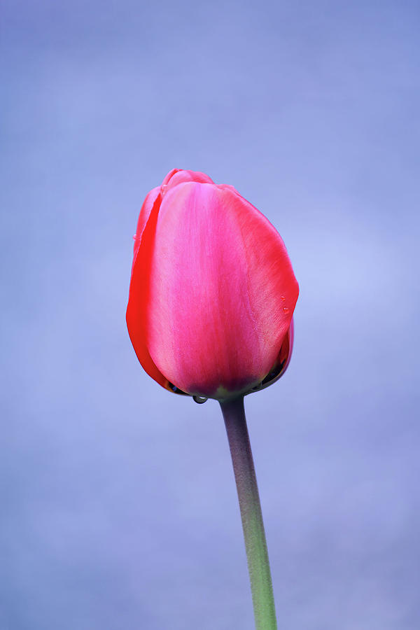 Elegant Pink Tulip With Lavender Color Background Photograph by Tracie Schiebel