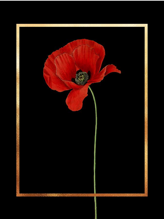 Elegant Red Poppy Digital Art