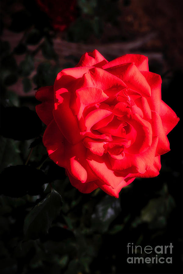Elegant Rose Photograph by Elijah Rael
